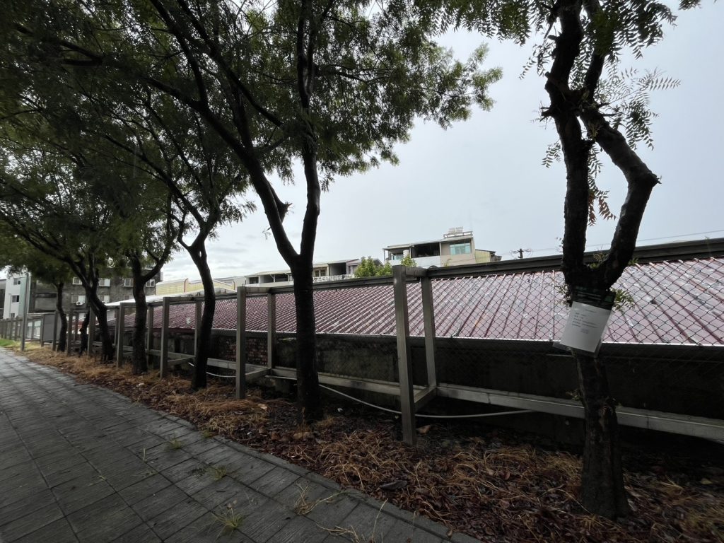 黃連木7棵