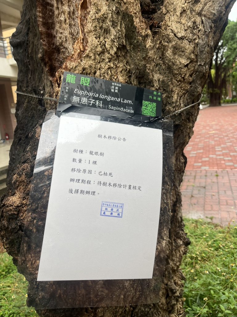 龍眼樹近景