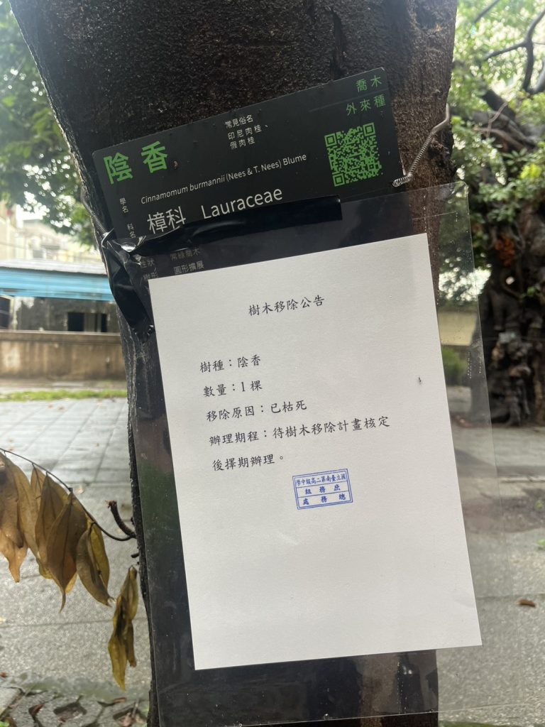 陰香近景