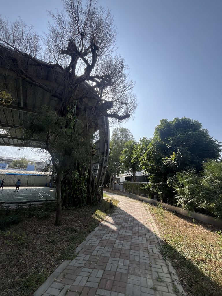風雨球場榕樹